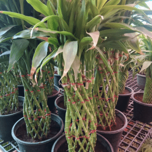Thailand Imported Lucky Bamboo (Different Verities) Plants