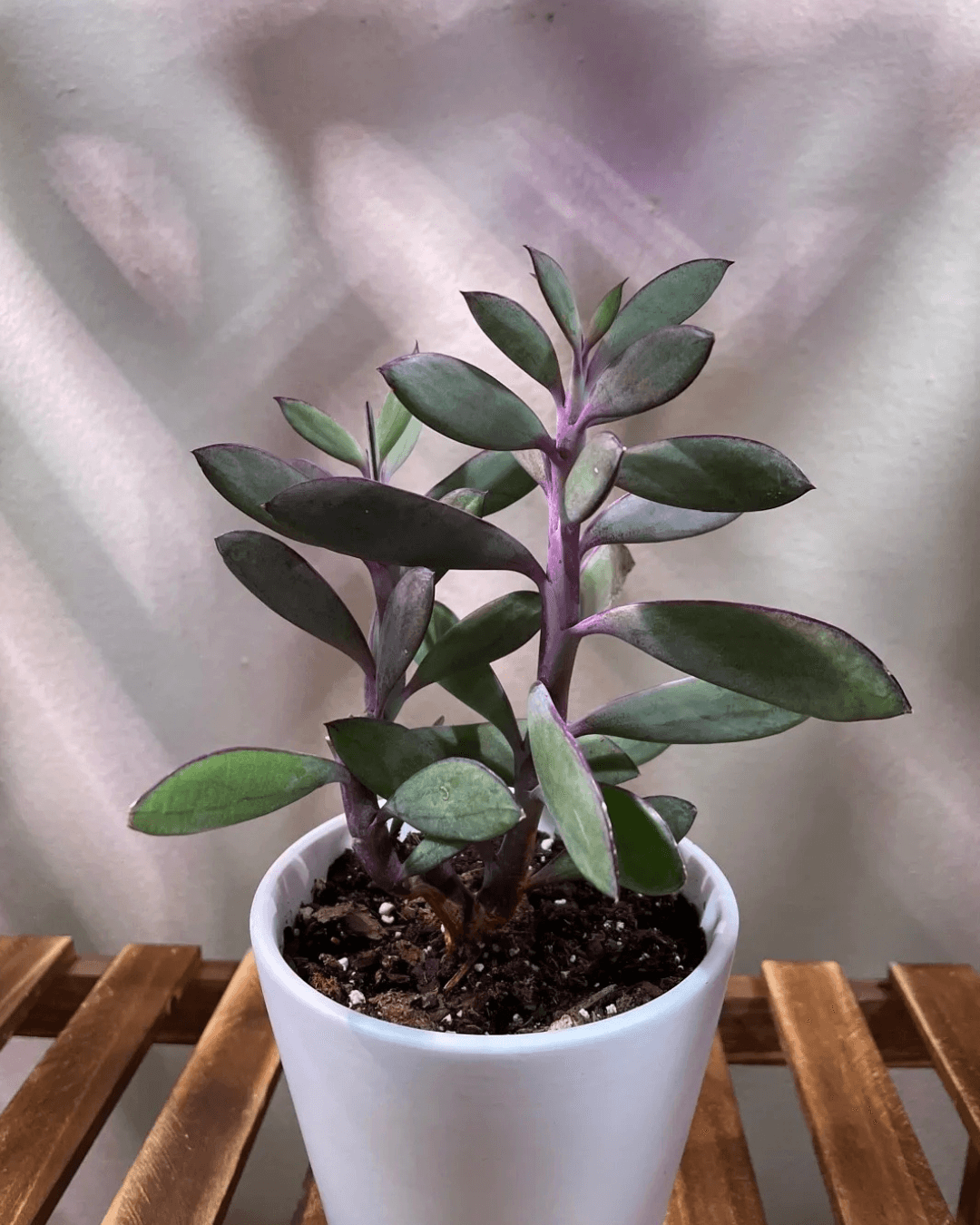 Vertical Leaf Senecio (Propeller Plant)