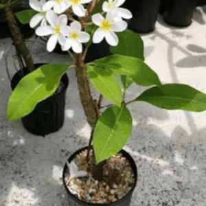 Plumeria alba Plant (White Frangipani)