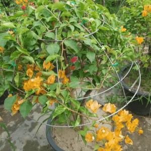 Yellow Bougainvillea (Climbing) Plants