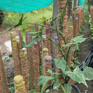 Syngonium Podophyllum (Arrowhead Plant)