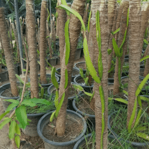 Dragon Fruit (Pitaya Cactus) Plants