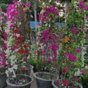 Bhongbail Imported (Premium Bougainvillea) Plants