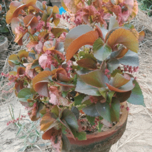 Acalypha wilkesiana (Copperleaf Plant)