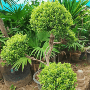 Ficus Panda Bonsai (4 Ball in One) Plants