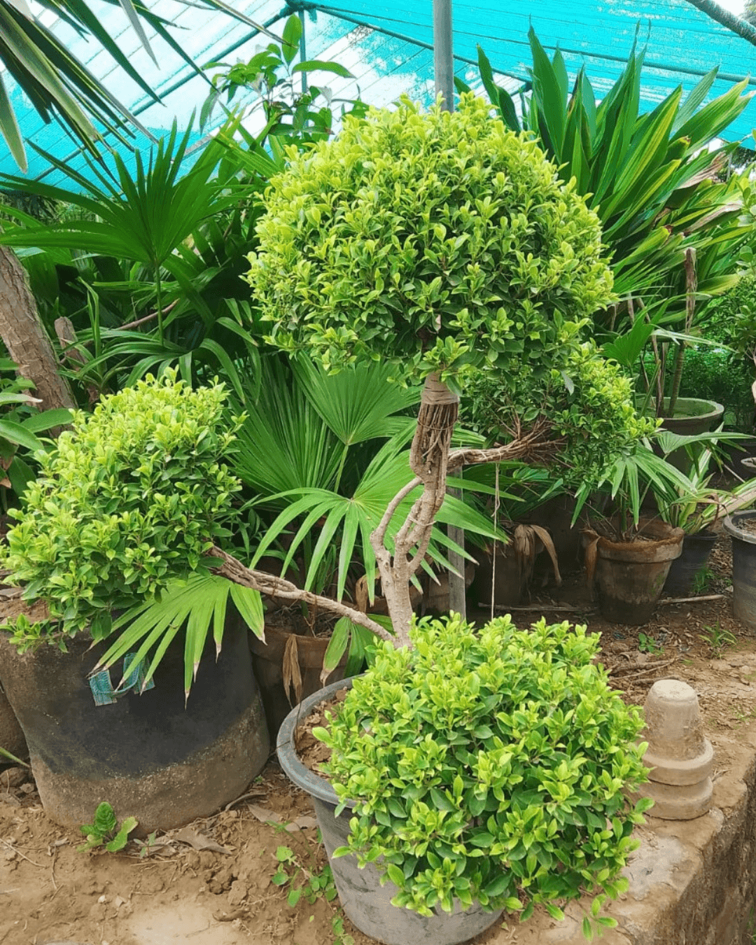 Ficus Panda Bonsai (4 Ball in One) Plants