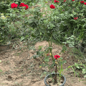 Red Rose (Rosa chinensis) Plants