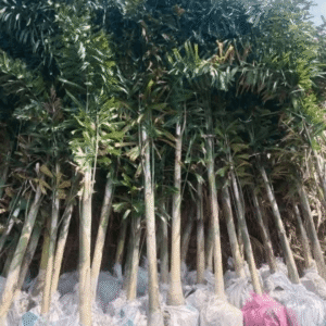 Foxtail Palm (Wodyetia bifurcata) Trees