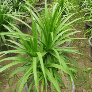 Pandanus Amaryllifolius (Fragrant Pandan Leaf) Plants