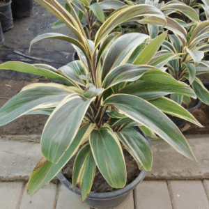 Cordyline Fruticosa (Chocolate Queen) Plant