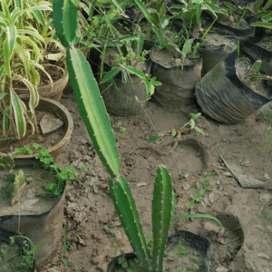 Dragon Fruit Plant (Danda Thor) Climbing Cactus