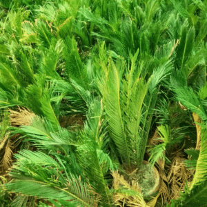 Sago Palm Plants (Kangi Palm)