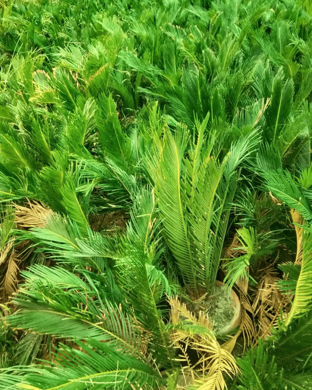 Sago Palm Plants (Kangi Palm)