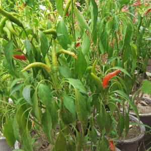 Bird’s Eye Chili Plant