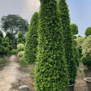 Cone Shape Ficus Plant (Topiary & Bonsai)