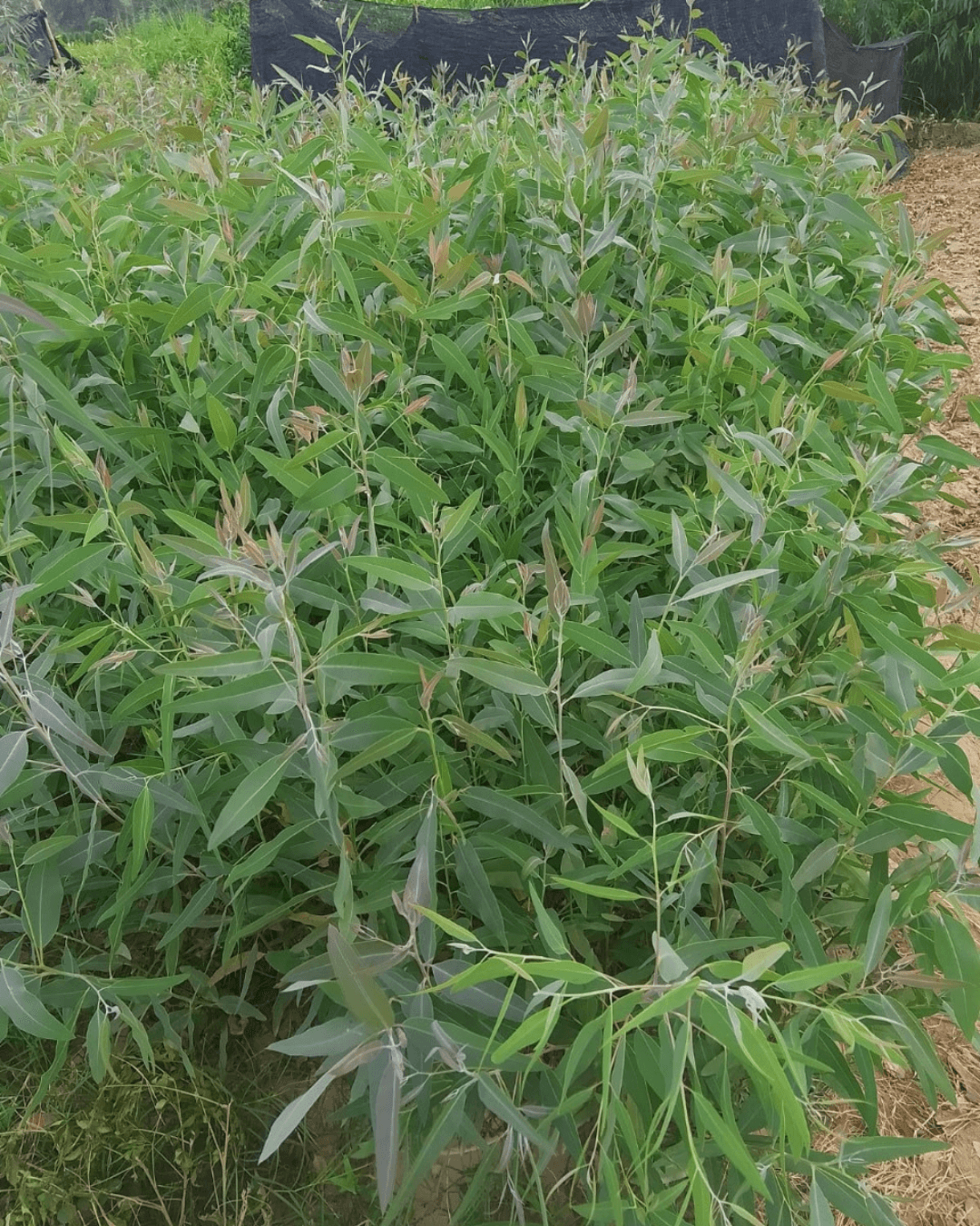Lemon Ironbark (Sufyda Tree)