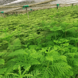 Araucaria heterophylla (Norfolk Island Pine)