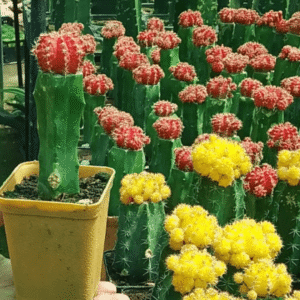 Moon Cactus (Colorful Grafted Cactus)