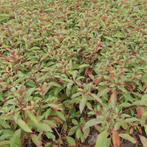 Hamelia Patens (Firebush Plant)