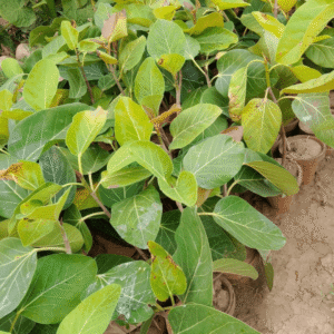 Banyan Tree, Bargad ka Darakht (Ficus benghalensis)