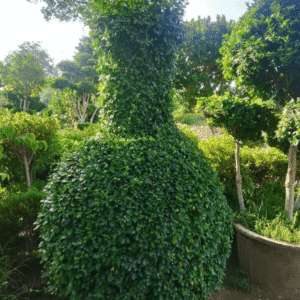 Buxus Surahi Plant (Bonsai & Topiary)