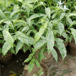 Tabernaemontana divaricata (Chandni Flower Plant)