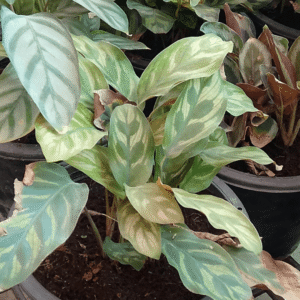 Calathea lancifolia (Rattlesnake) Plants