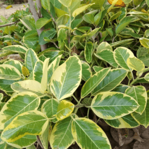 Ficus altissima Indoor & Outdoor Plant