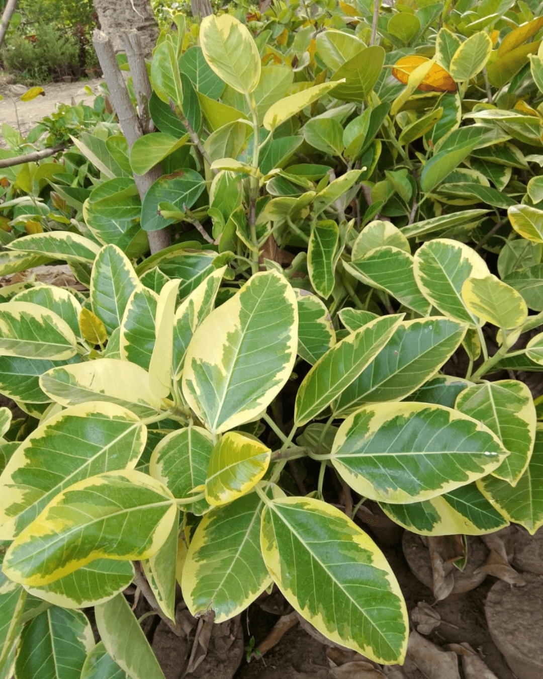 Ficus altissima Indoor & Outdoor Plant