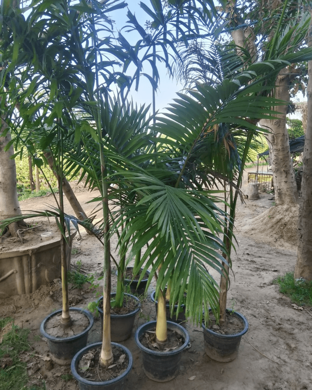 Alexandra Palm Tree