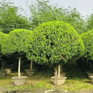 Ficus benjamina Panda Plant (Bonsai & Topiary)
