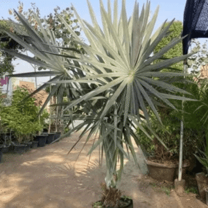 Bismarckia Palm Tree (Majestic Silver Palm)