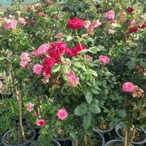 Red Chinese Roses Plant (Rosa chinensis)