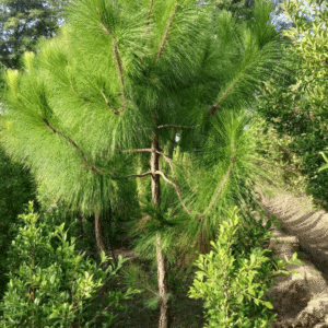 Pine or Cheer Trees (Evergreen Conifer)