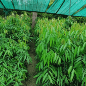 Monoon longifolium (Mast Tree)