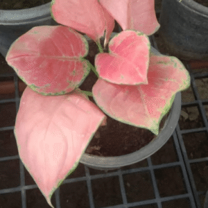 Aglaonema Red Heart (Thailand Imported)
