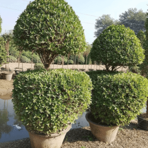 Banta Ficus (Bonsai & topiary Plants)