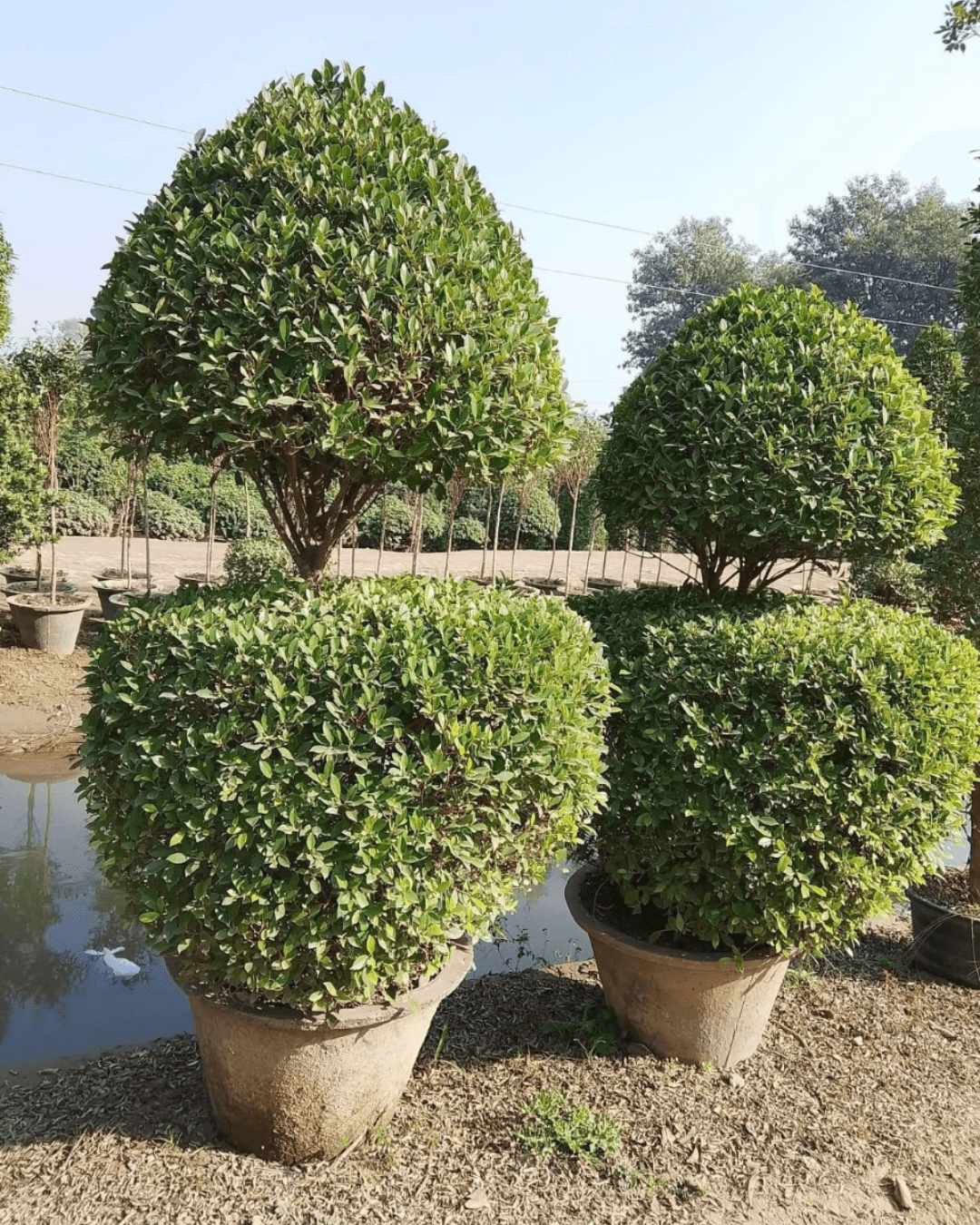 Banta Ficus (Bonsai & topiary Plants)