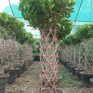 Manichar (Panda Ficus Grill)