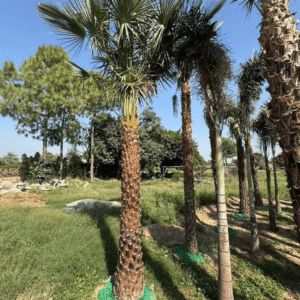 Copernicia alba Palm (Rare Exotic Palm Tree)