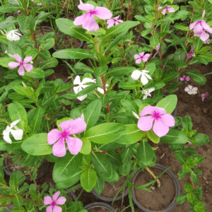 Madagascar Periwinkle (Sadabahar Flowering Plant)
