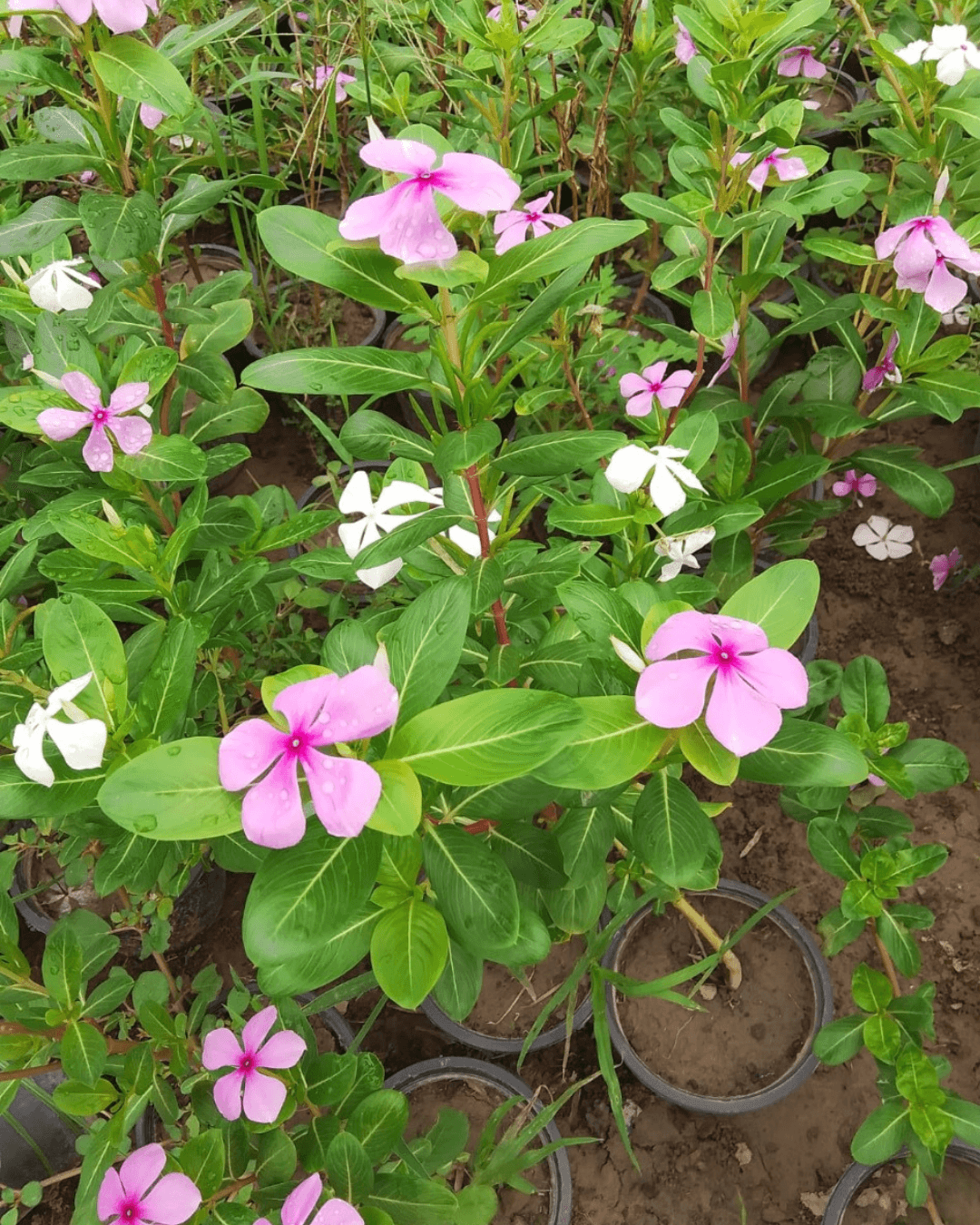 Madagascar Periwinkle (Sadabahar Flowering Plant)