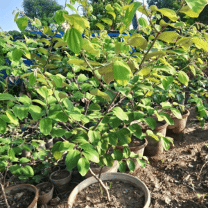 Ziziphus nummularia (Jharberi Desert Fruit)