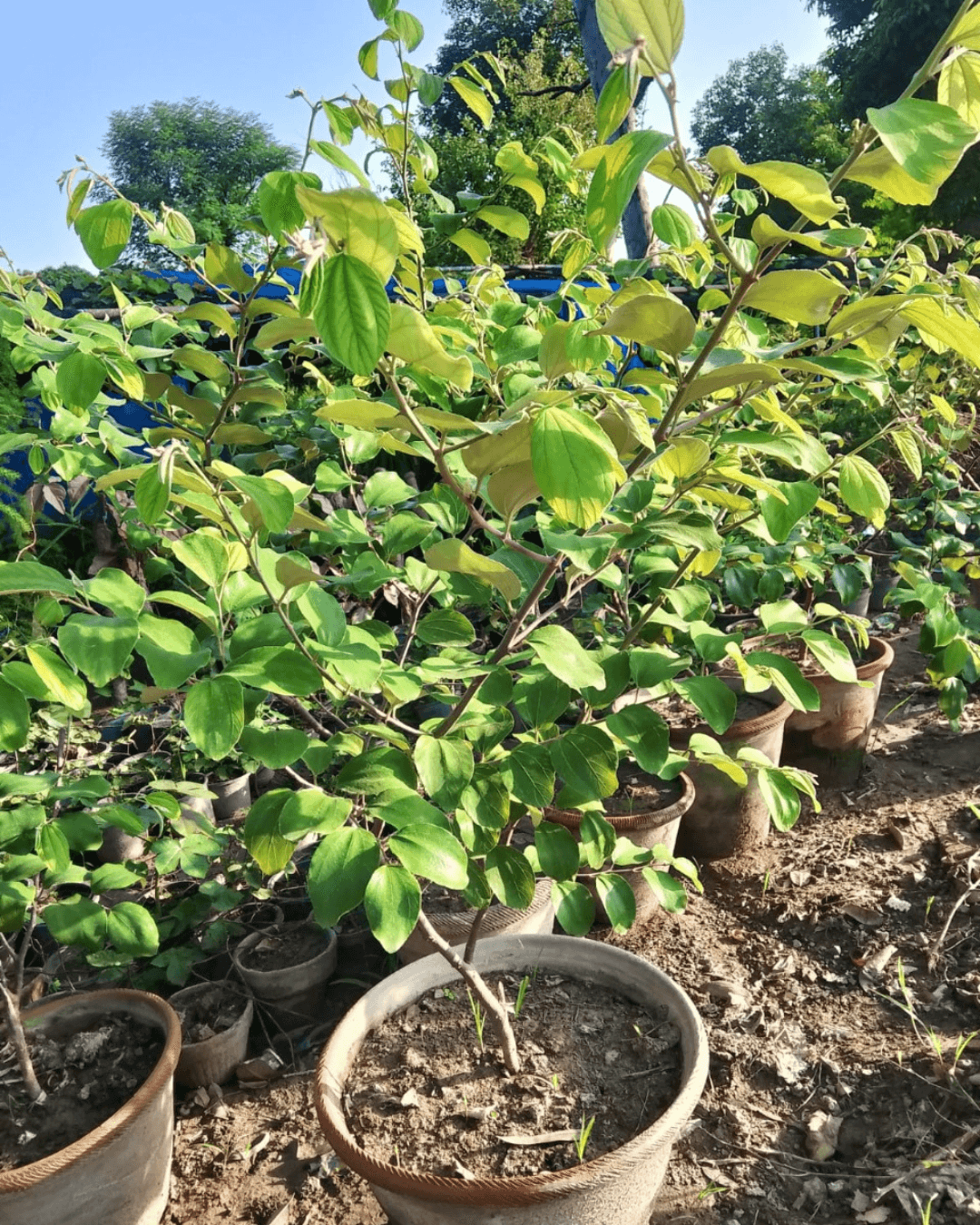 Ziziphus nummularia (Jharberi Desert Fruit)