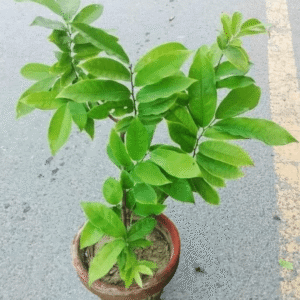 Artabotrys siamensis (Fragrant Ylang Ylang Vine)