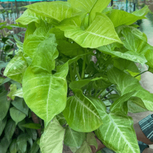 Syngonium Plant (Arrowhead Plant)