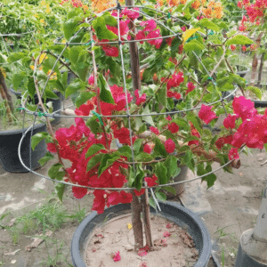 Delta Jewel Bougainvillea Plant (Bright Purple Flowers)