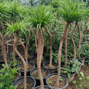 Dracaena draco (Dragon’s Blood Tree)