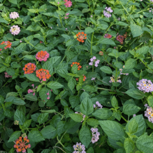 Lantana urticoides (Lantana Flowering Shrub)