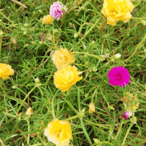 Moss-Rose Purslane (Dophr Booti)